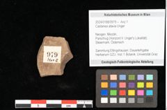 Foto (Objekt + Etikett) von Castanea atavia Unger (NHMW-GEO-2024-0188-0979)